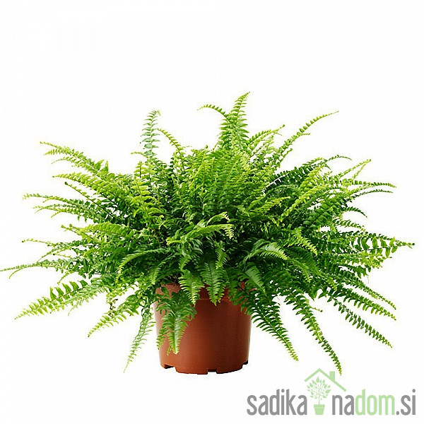 Sobna paprat (Nephrolepis exaltata) Green Lady 