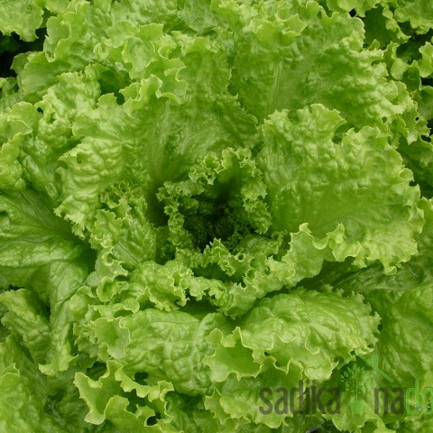 Sjeme Salata Gentilina- GRAND RAPIDS