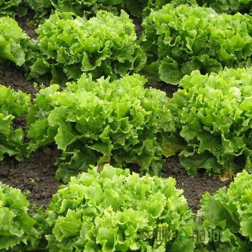 Salata endivija Dječja glava