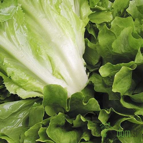 Salata endivija Sardana