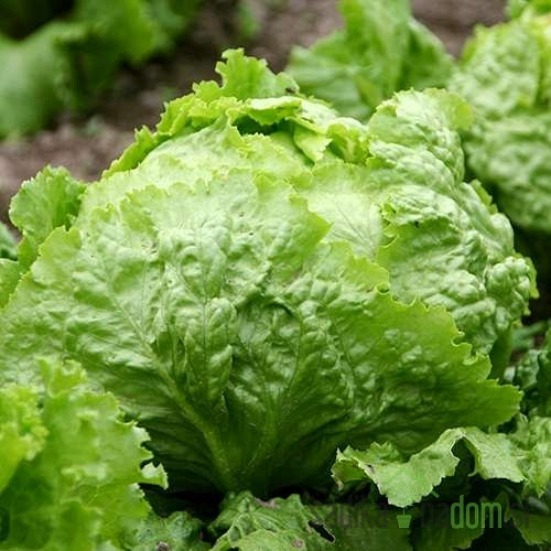 Salata u glavici Leda