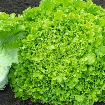 Ljetna salata Guidizel