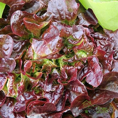 Salata hrastov list crveni