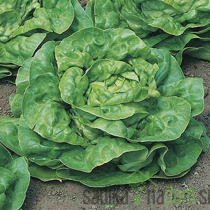 Sjeme Zelena salata Kagraner Sommer 2