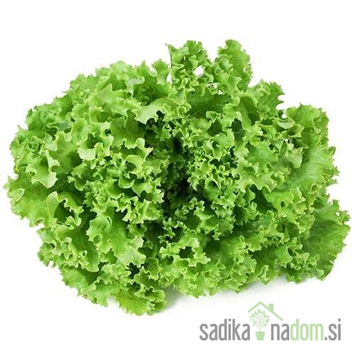 Rozetasta salata Gentila Exquise