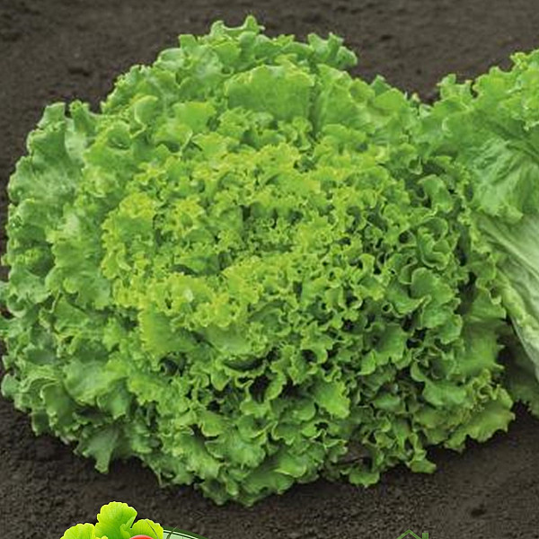 Salata gentilna Sementel - ZIMSKA