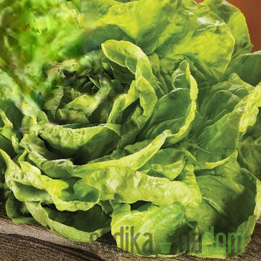 Sjeme salata Winterina 404