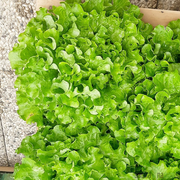 Salata zimska Guenola