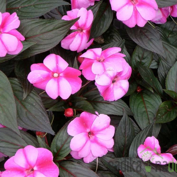 Sunčana vodenika (Impatiens New Guinea)