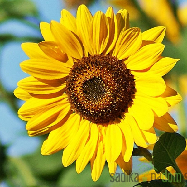 Sjeme Suncokret niski - mješavina