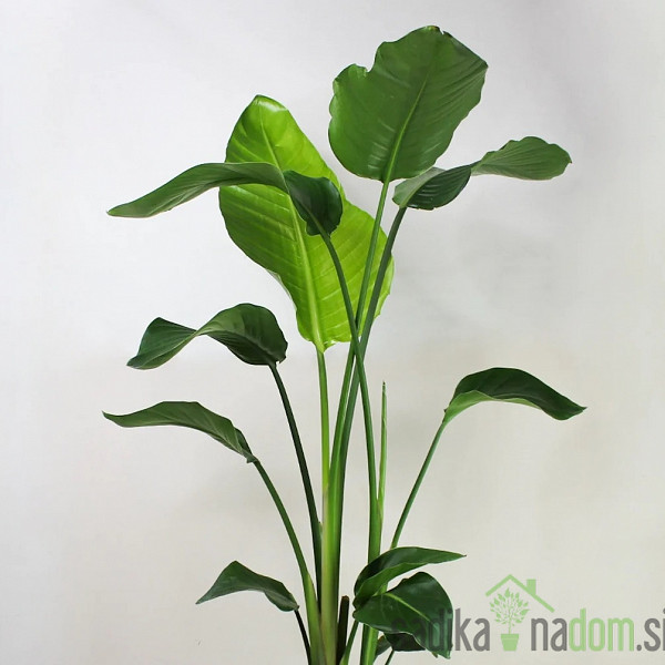 Strelicija (Strelitzia) Nicolai