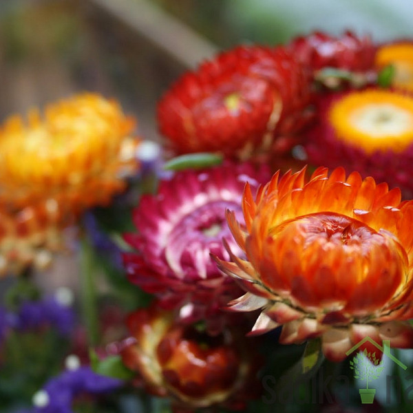 Sjeme Slamnati cvijet - mješavina 