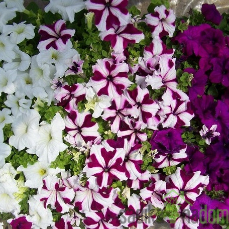 Surfinija (Petunia sp.)