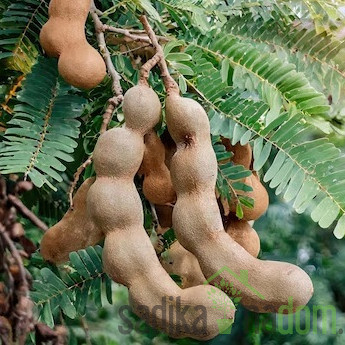 Tamarinda/ Indijska datulja (tamarindos indica)