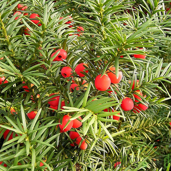 Tisa (Taxus Baccata)