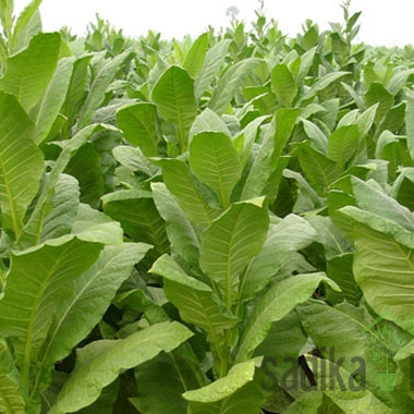 Duhan Virginia (Nicotiana tobacum)