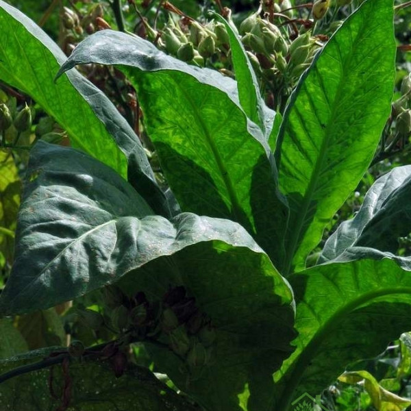Duhan Virginia Gold (Nicotiana tobacum)
