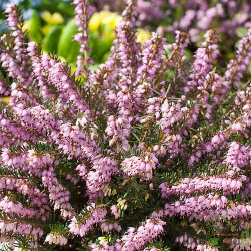 Snježni vrijesak (Erica Darleyensis)