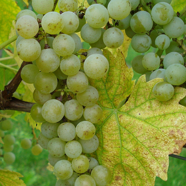 Vinova loza Muscaris