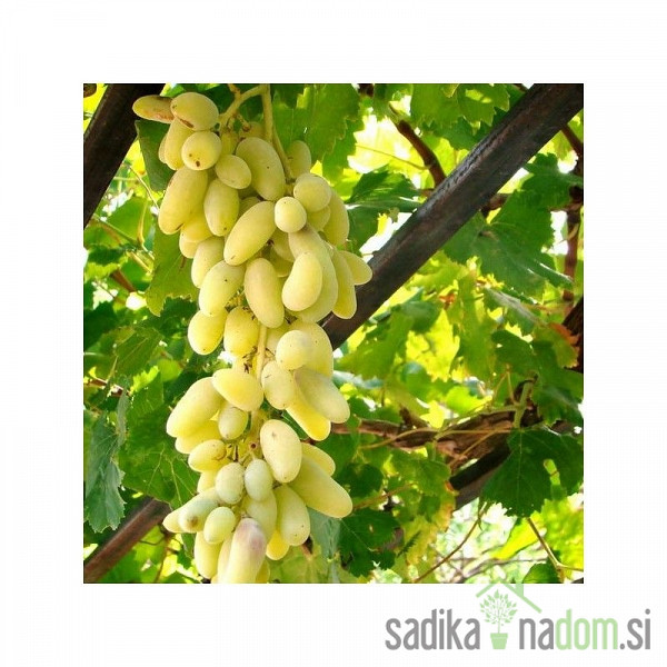 Vinova loza Corniola