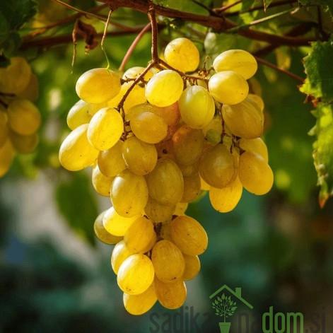 Vinova loza Regal / bez koštica