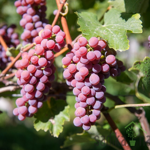 Vinova loza Sauvignier Gris