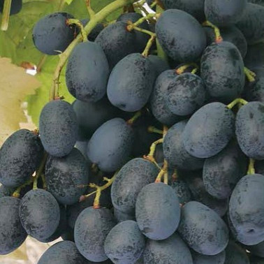 Vinova loza Stock Blue / bez sjemenki