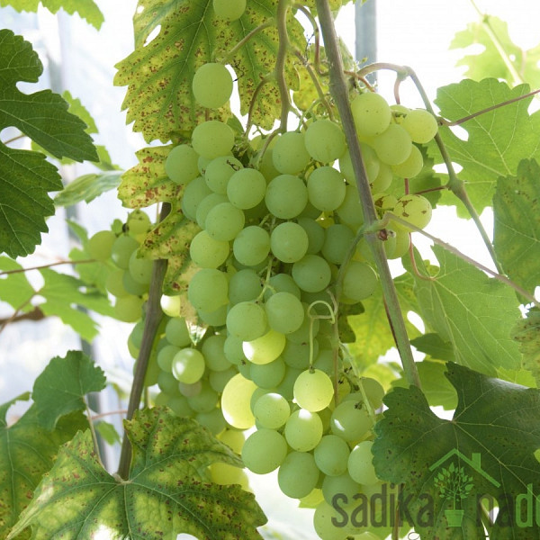 Vinova loza Talisman