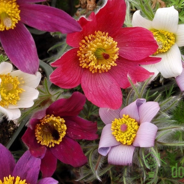 Obična sasa (Pulsatilla vulgaris) - mješavina boja