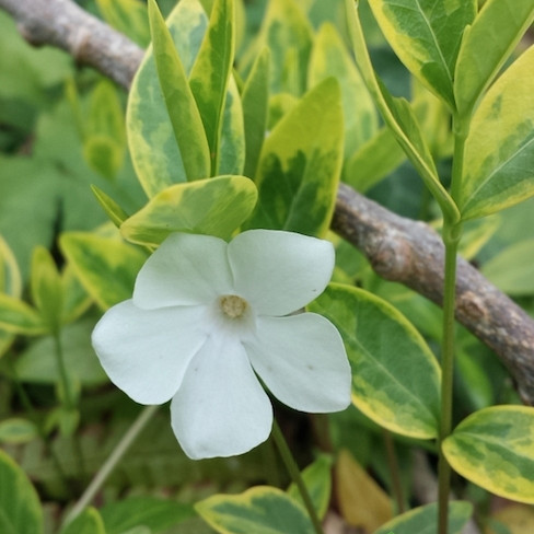 Obični zimzelen Alba Variegata (Vinca minor)