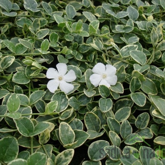  Obični zimzelen Evelyn (Vinca minor)