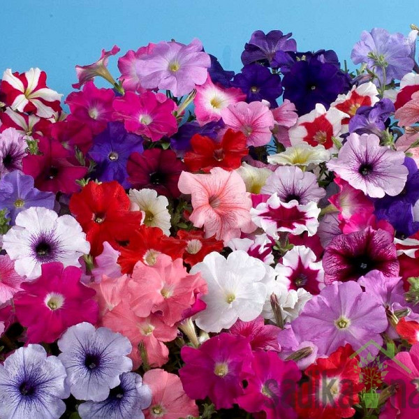 Viseća petunija (Petunia sp.)
