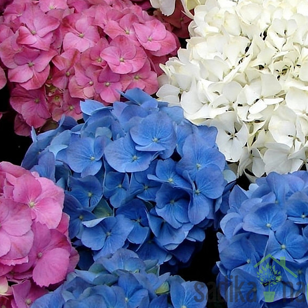 Vrtna hortenzija Pink Ball (Hydrangea macrophylla)