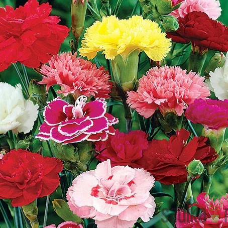 Vrtni karanfil (Dianthus caryophyllus)