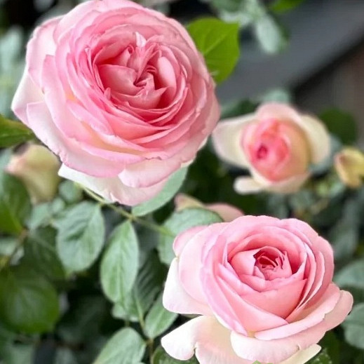 Ruža Eden Rose