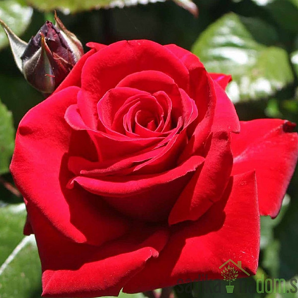 Ruža Ingrid Bergman