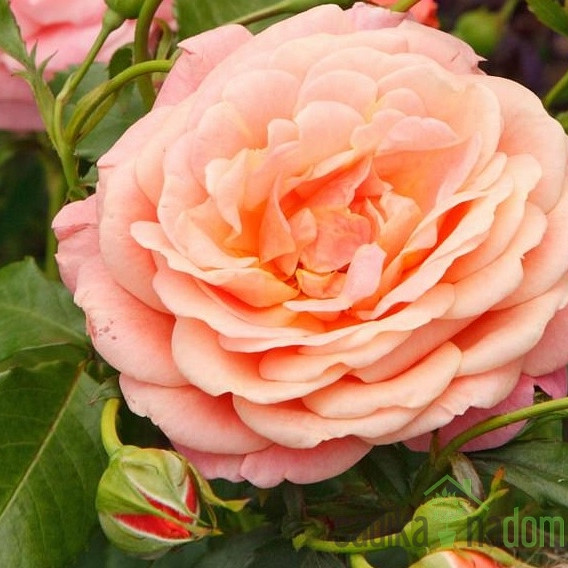 Ruža Kordes Peach Melba