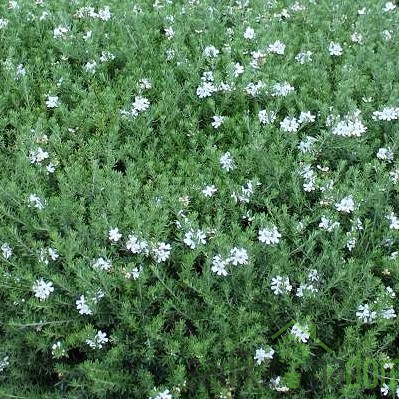 Ružmarinolisna vestringija (Westringia fructiosa)