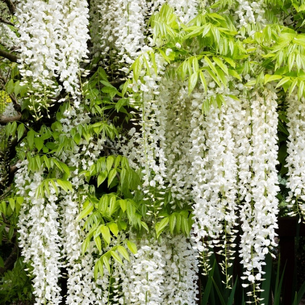 Wisteria floribunda Alba