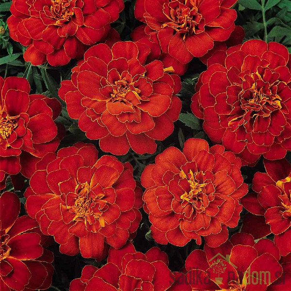 Sjeme Kadifica niska crvena