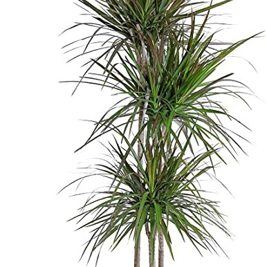 Obrubljeni zmajevac (Dracaena Marginata) - razgranato