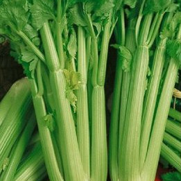 Aromatično bilje Celer listaš