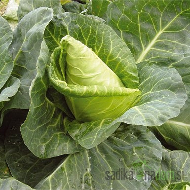 Kupus šiljati Cape Horn