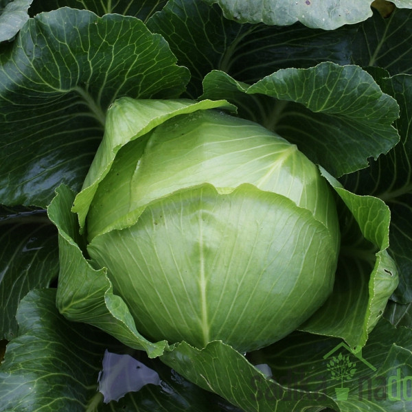 Sjeme Kupus Ljubljanski