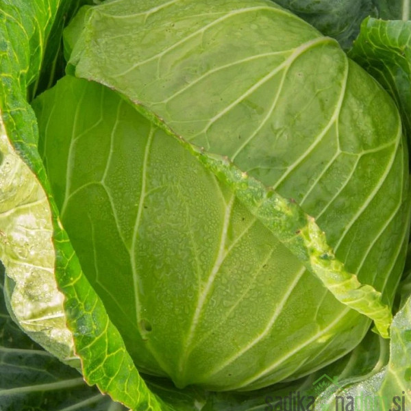 Sjeme kupus Mercado de Copenhague 2 A35