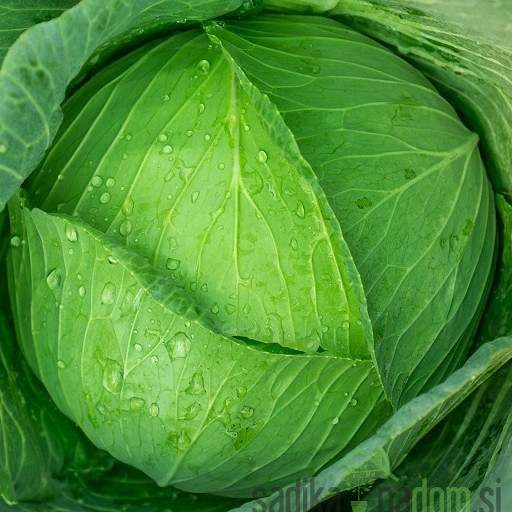 Sjeme kupus Nanoško A63