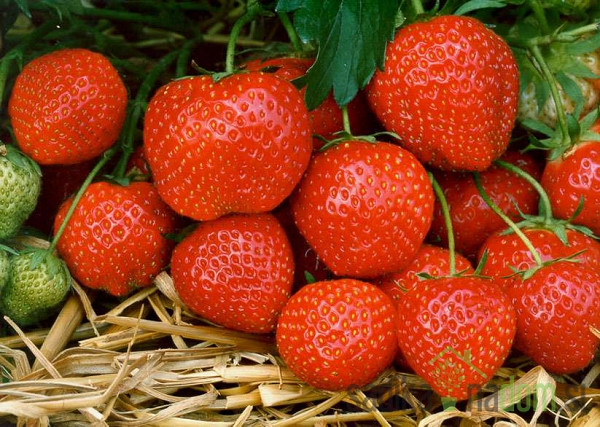 Jagoda jednorodna Elsanta - JEDNORODNA