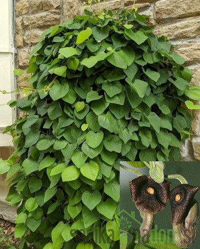 Velikolistna kopitnjakovka/ Nizozemska lula (aristolochia macrophylla)