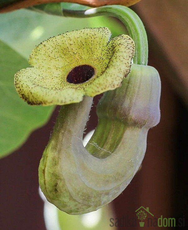 Velikolistna kopitnjakovka/ Nizozemska lula (aristolochia macrophylla)