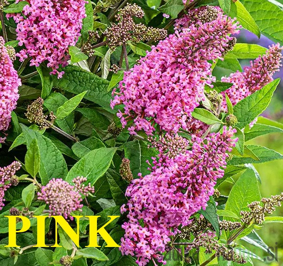 Ljetni jorgovan (Buddleja davidii)